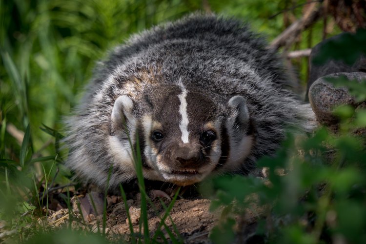 A Badger visit