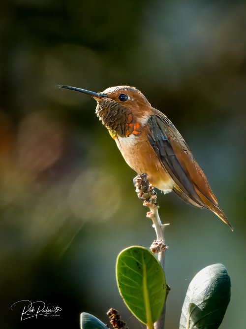 Rufous hummingbird 2 Pedowitz-2.jpg