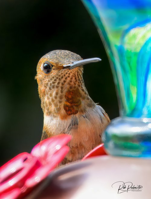 Rufous hummingbird 1 Pedowitz-2.jpg