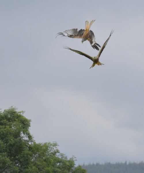 2 X Red Kites UK