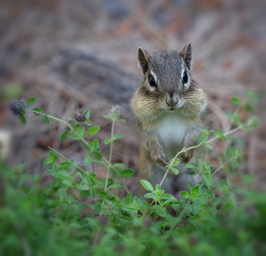 Our rodents in Thunder Bay are so cute: