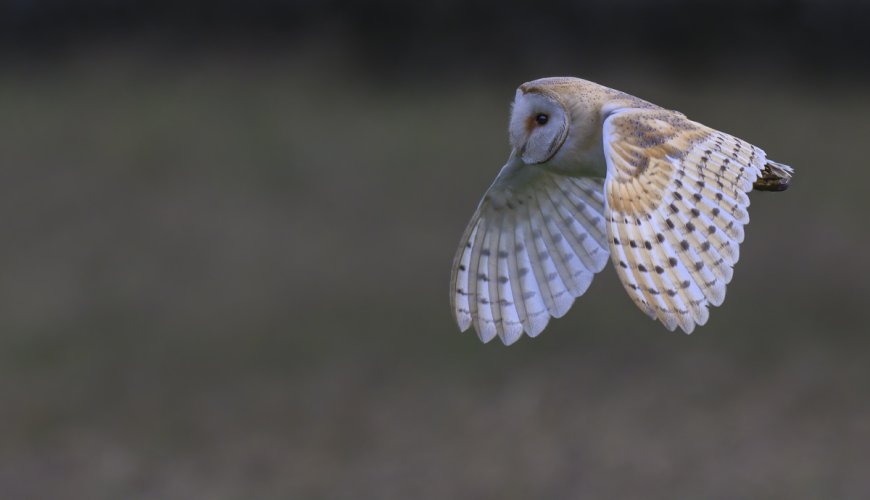 Barn Owl in Flight UK