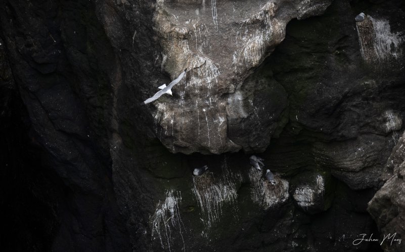 Black-legged kittiwake (habitat)