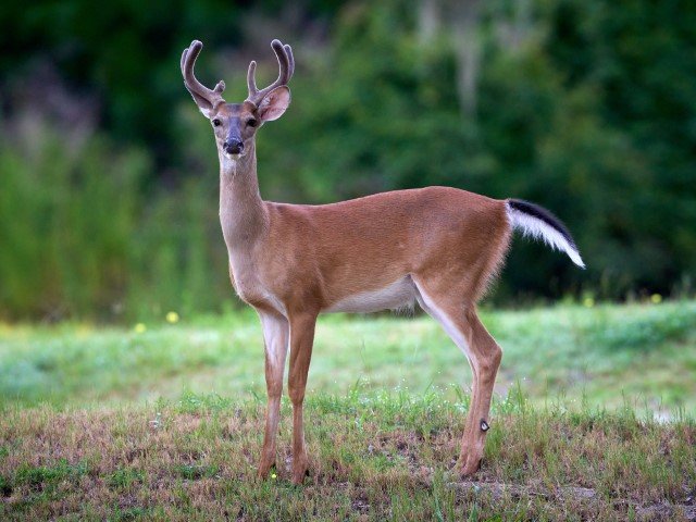 Deer at Hilton Head