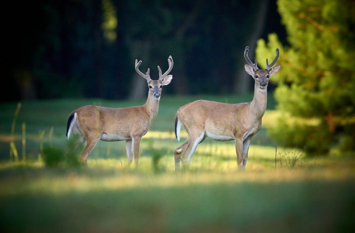 Deer at Hilton Head