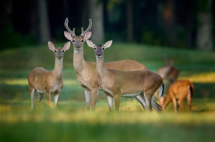 Deer at Hilton Head