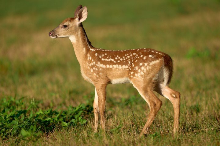 Deer at Hilton Head