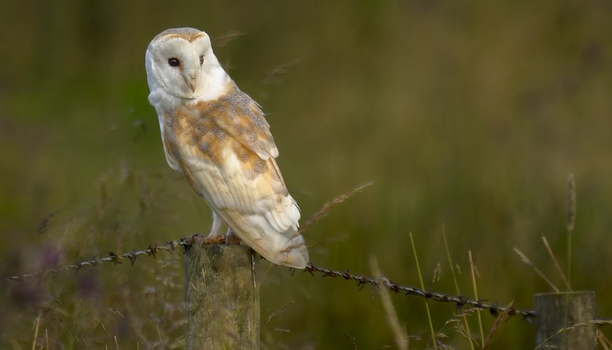 Another Barn Owl.