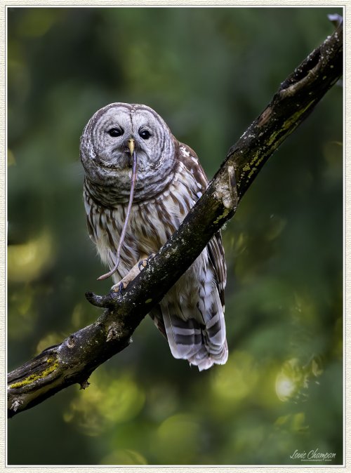 Barred Owl..