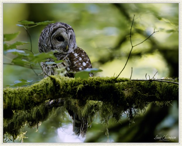 Barred Owl..