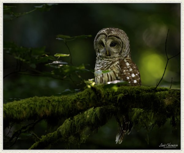 Barred Owl..