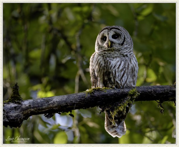 Barred Owl..