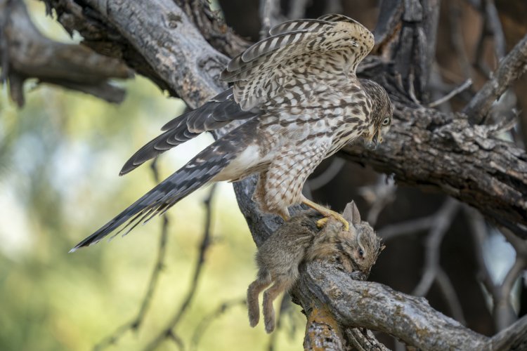 Cooper's hawk fledglings