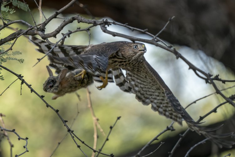 Cooper's hawk fledglings