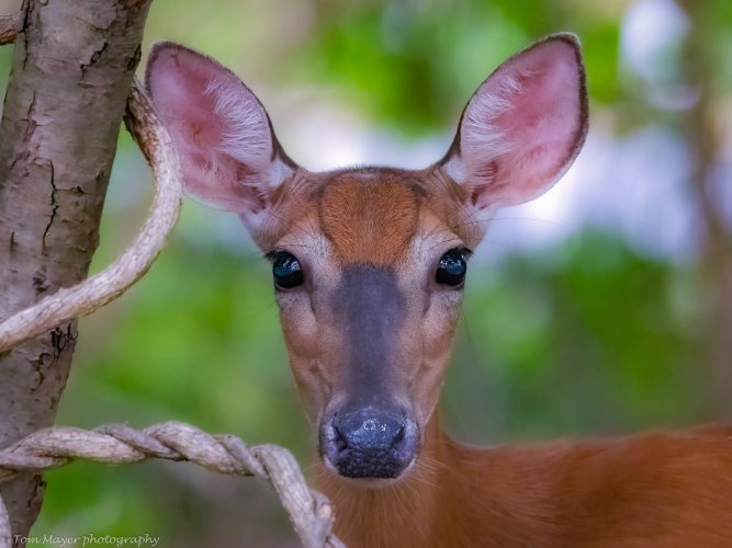 Cautious Doe passing through my backyard