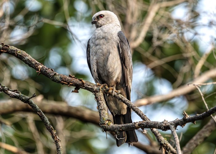 Mississippi Kite perched