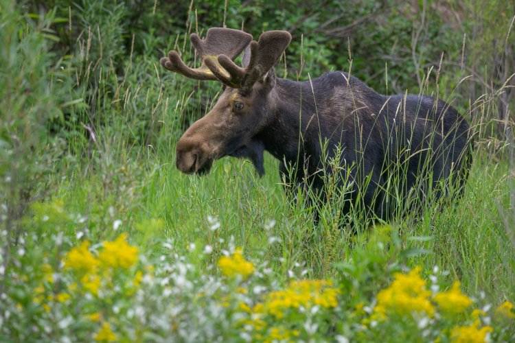 Bull Moose in Velvet