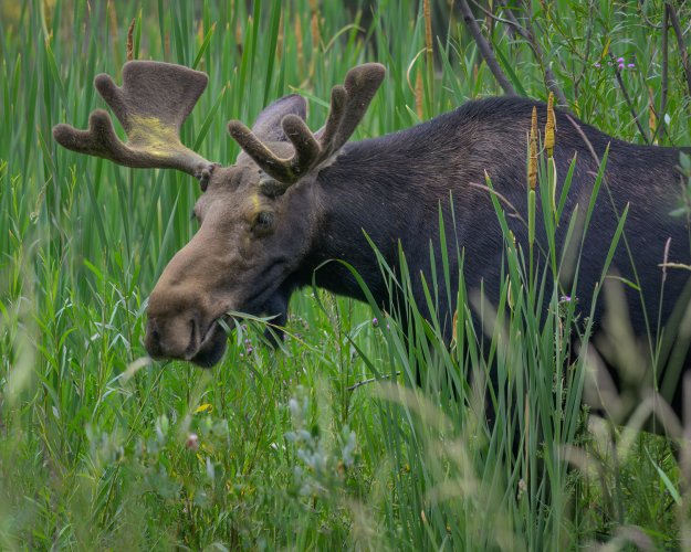 Bull Moose in Velvet