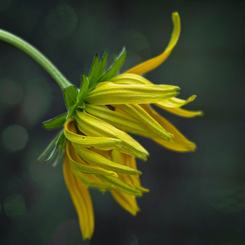 Rudbeckia