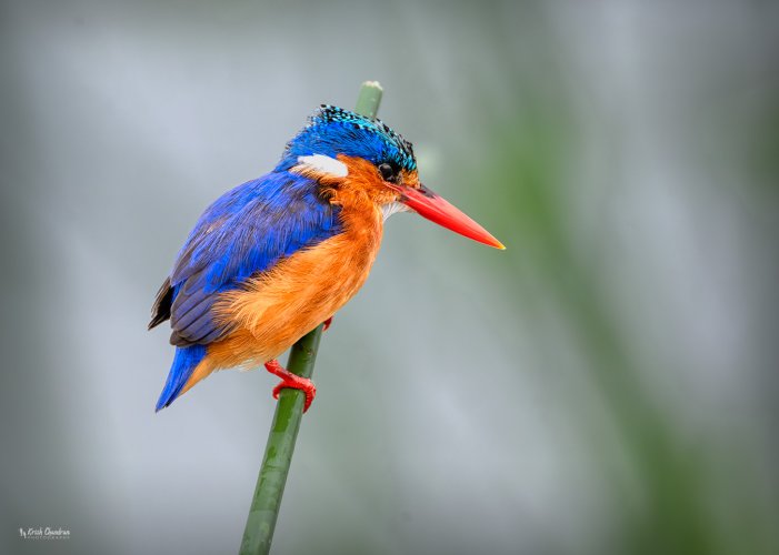 Malachite Kingfisher