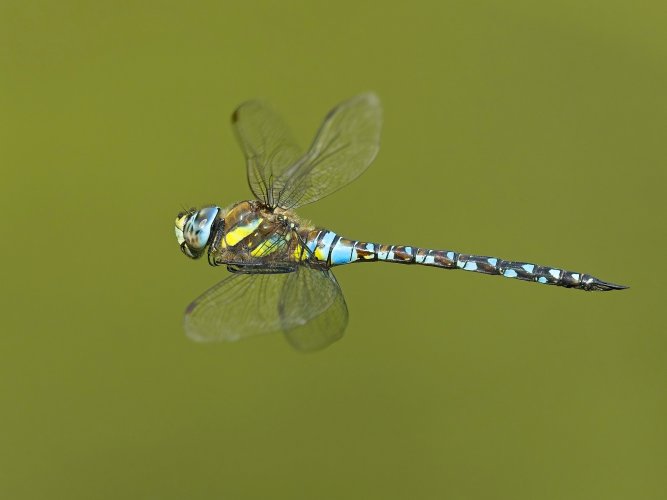 Migrant hawker