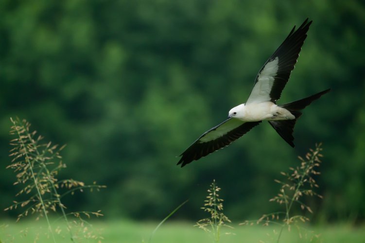 Swallow-tailed Kite -6759.jpg
