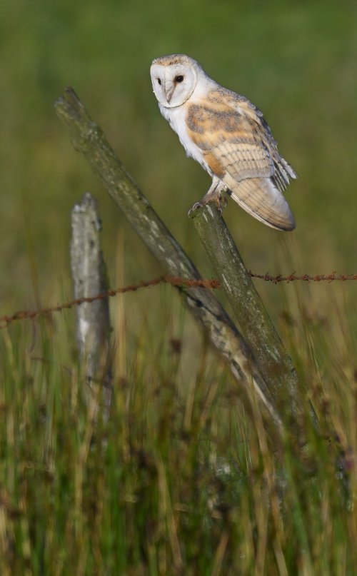 Barn Owl on Post 28 July 24