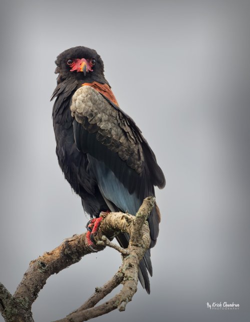 Bateleur Eagle