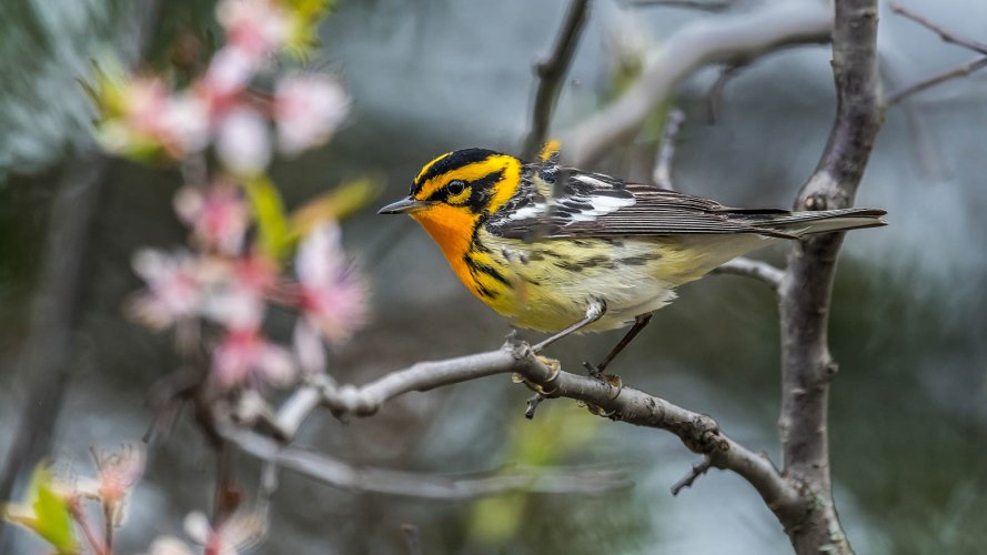 Blackburnian Warbler