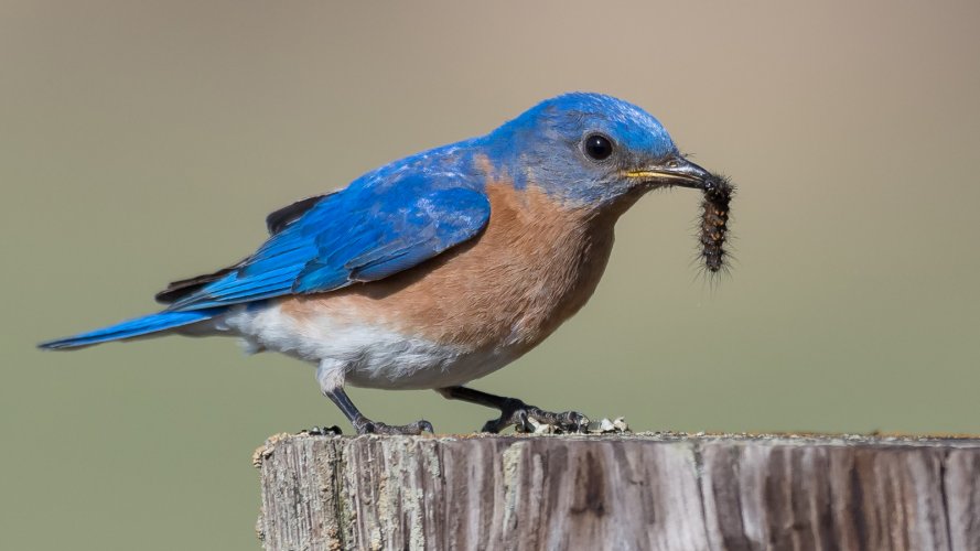 Eastern Bluebird