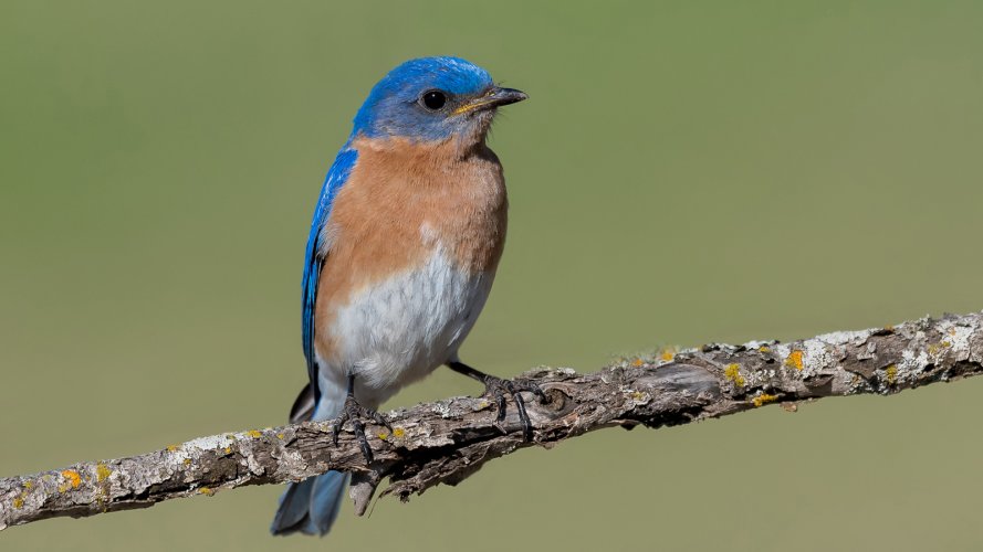 Eastern Bluebird