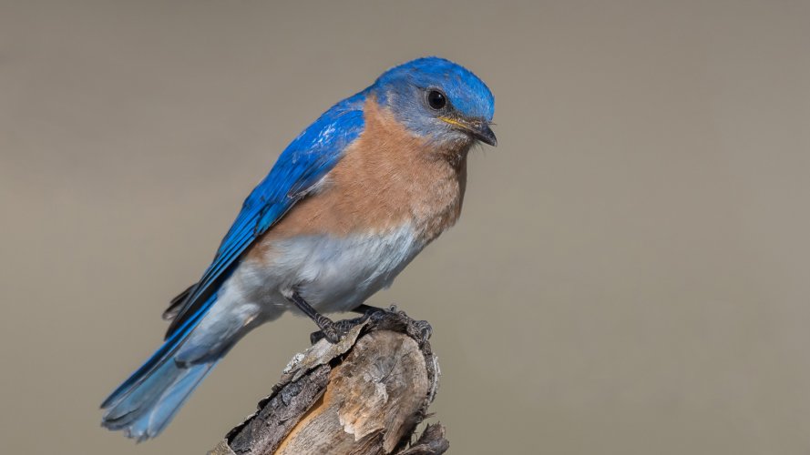 Eastern Bluebird