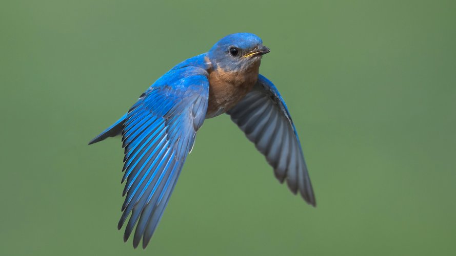 Eastern Bluebird