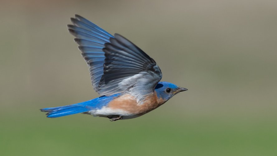 Eastern Bluebird