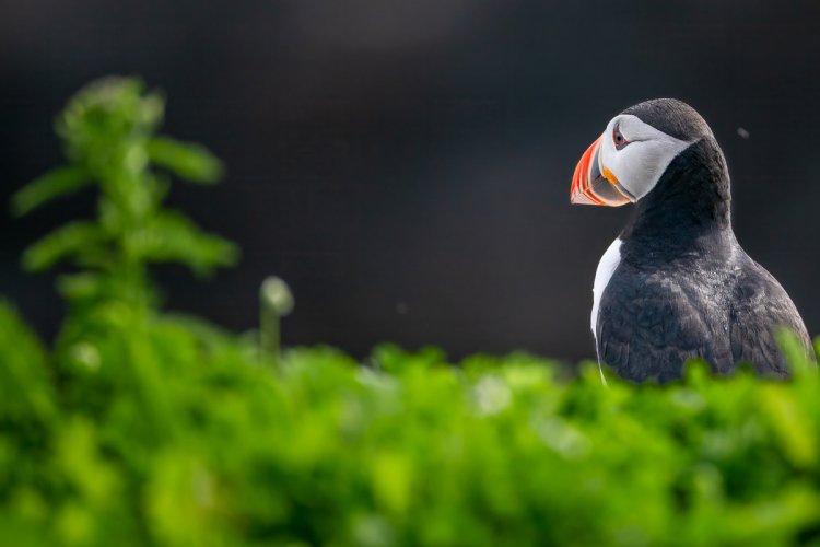 Puffins, Pensive and otherwise