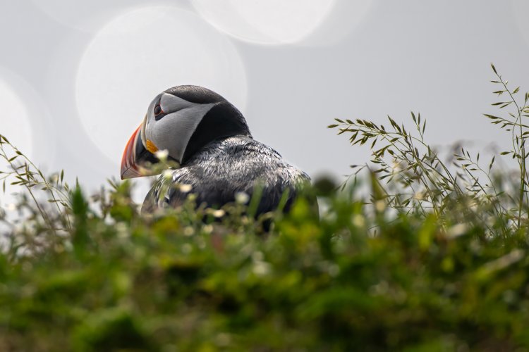 Puffins, Pensive and otherwise