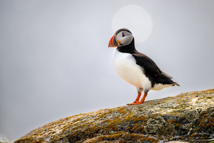 Puffins, Pensive and otherwise