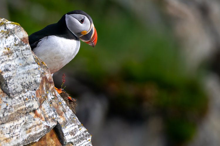 Puffins, Pensive and otherwise