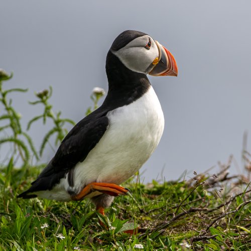 Puffins, Pensive and otherwise