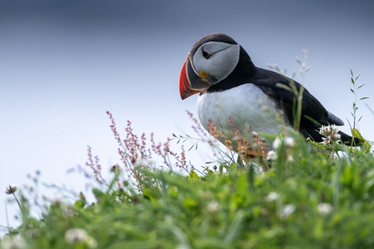 Puffins, Pensive and otherwise