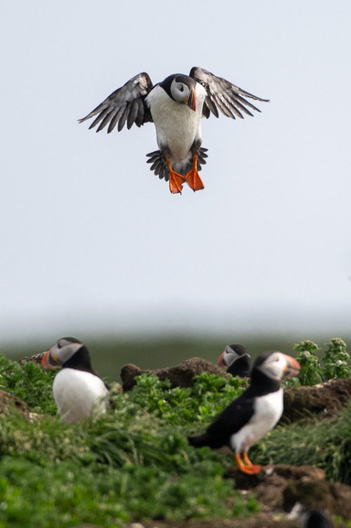 Puffins, Pensive and otherwise