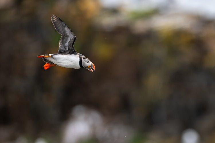 Puffins, Pensive and otherwise