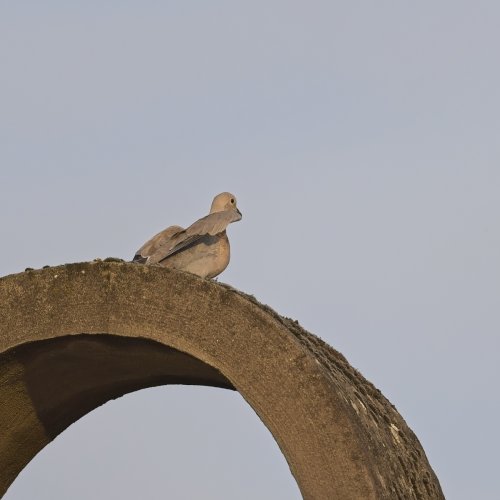 Collared dove take -off pre-capture a9 iii and 600 GM