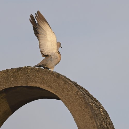 Collared dove take -off pre-capture a9 iii and 600 GM