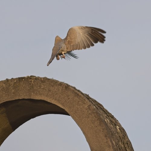 Collared dove take -off pre-capture a9 iii and 600 GM