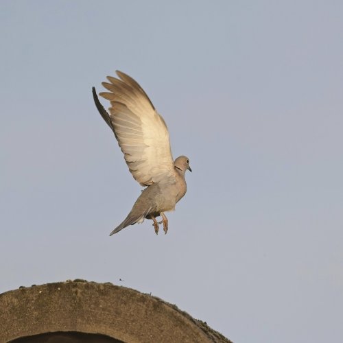 Collared dove take -off pre-capture a9 iii and 600 GM