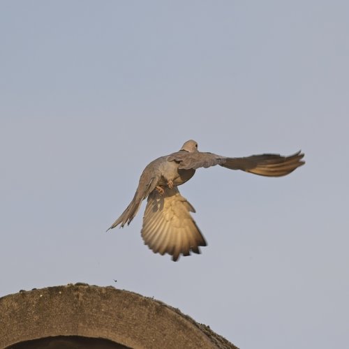 Collared dove take -off pre-capture a9 iii and 600 GM