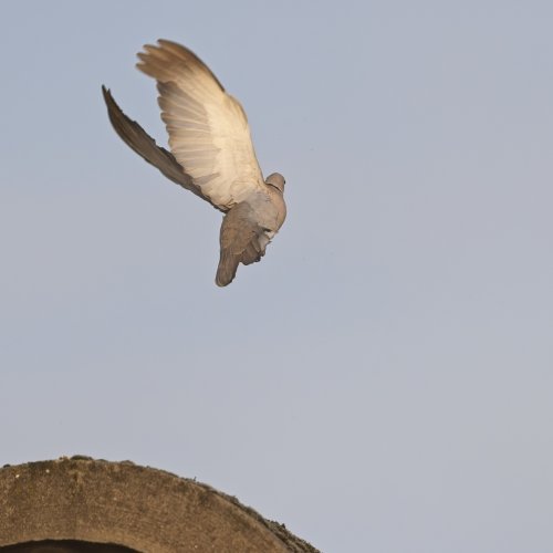 Collared dove take -off pre-capture a9 iii and 600 GM