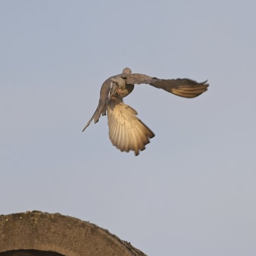 Collared dove take -off pre-capture a9 iii and 600 GM