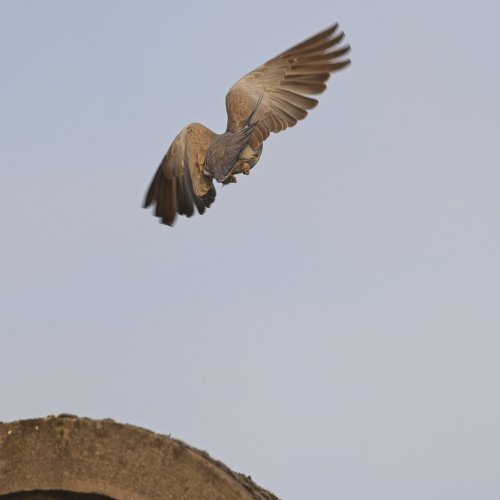 Collared dove take -off pre-capture a9 iii and 600 GM